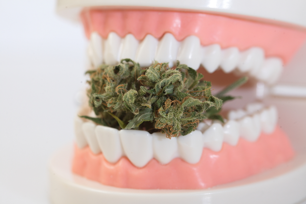 Effects Of Marijuana On Your Oral Health Cambrian Dental