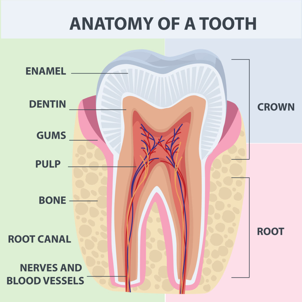 why-you-need-to-know-about-the-9-parts-of-your-teeth-cambrian-dental